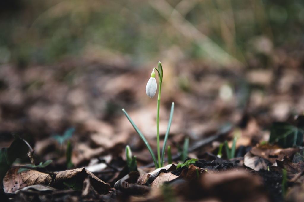 A single snowdrop emerging